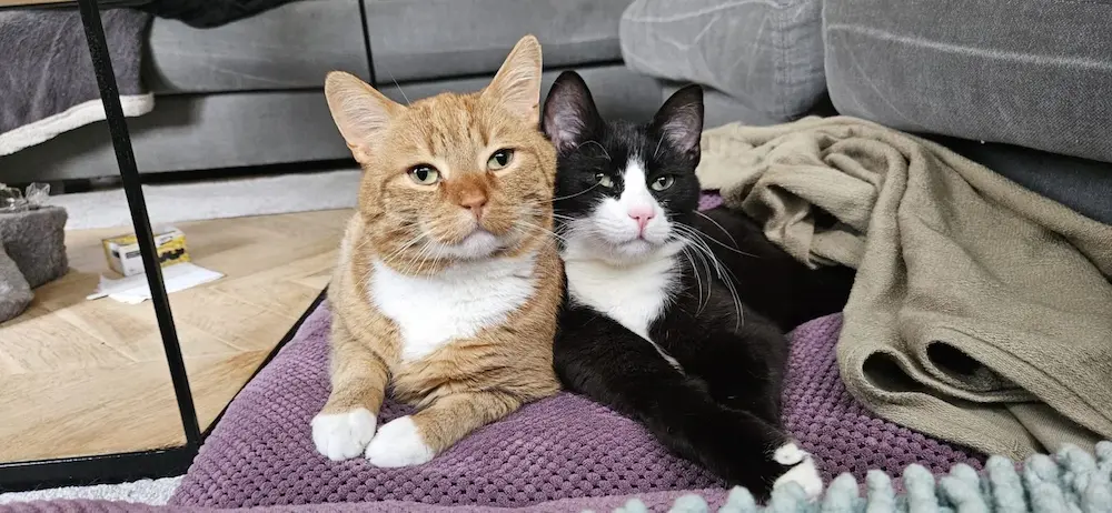 Onze katten
